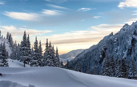 Wallpaper Winter Forest Snow Hills Tree Images For Desktop Section