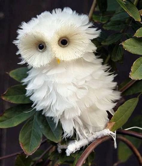 Fluffy Little Owl Baby Animals Pictures Cute Baby Animals Funny