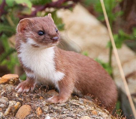 Weasel Animals Wild Cute Ferrets Animals And Pets