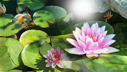 Lily Water Sunshine Lilies Wallpapers Desktop Nature