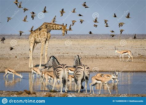 Eine Zusammenkunft Afrikanischer Tiere In Einem Waterhole Stockfoto