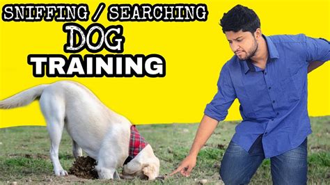 We did not find results for: Dog training - Train Your Dog Basic Sniffing / searching ...