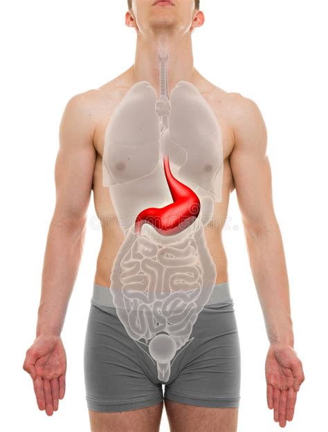Check spelling or type a new query. Male Chest Anatomy - Man Muscles Front View Stock Photo ...