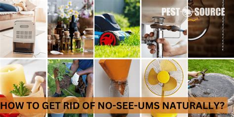 How To Get Rid Of No See Ums Naturally Pest Source