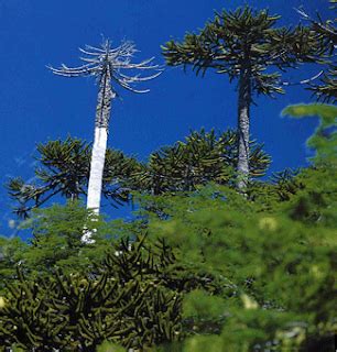 Recordemos lo importante que son los árboles para la vida en la tierra pero el día mundial del árbol se ha originado en 1969, en la ciudad de roma. 28 de junio: Día Mundial del Árbol
