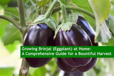 Growing Brinjal Eggplant At Home A Comprehensive Guide For A
