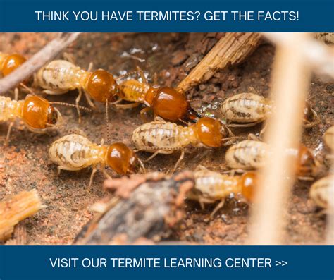 This message will not appear on the live site, but only within the editor. Termite Treatment Options | How to Get Rid of Termites in ...