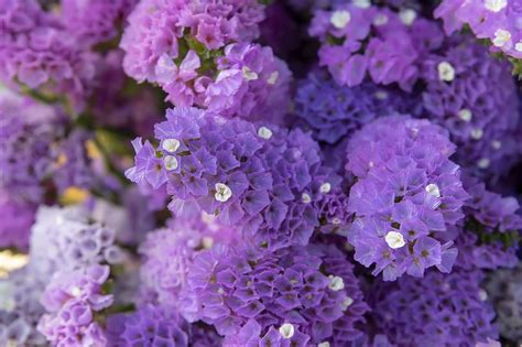 Ultimate Guide To Statice Flower Meaning Sea Lavender Petal Republic