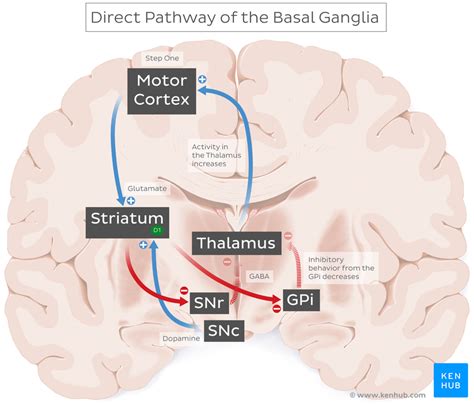 Connections Of Basal Ganglia Anatomy Kenhub