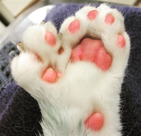 A Study In De Feet Polydactyl Cat Paws You Need To See Katniss Cat