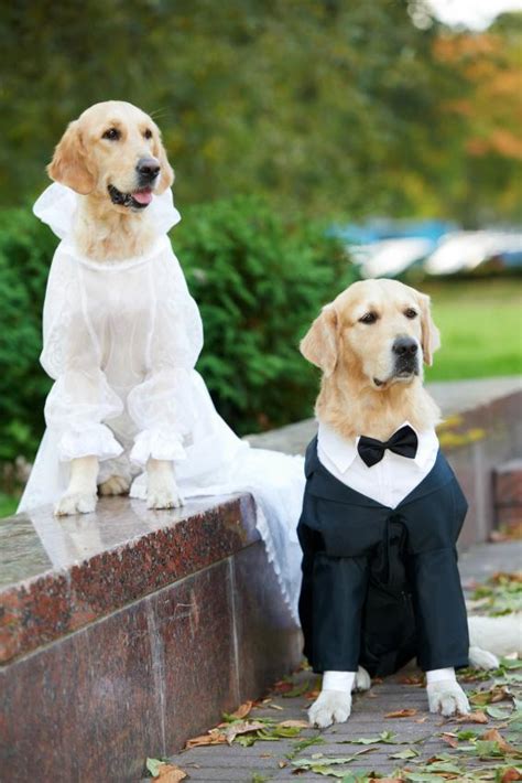 Are Dog Weddings Real
