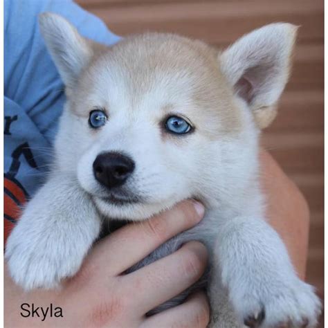 To find a pomsky breeder near you, use the map below! 5 beautiful Pomsky Puppies available in Bradford ...