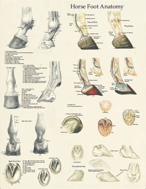 Horse Foot Anatomy Poster Clinical Charts And Supplies