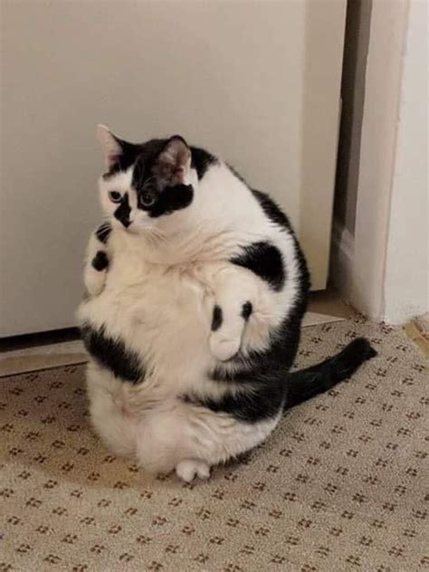 2894 Best Big Bois Images On Pholder Absolute Units Chonkers And Aww