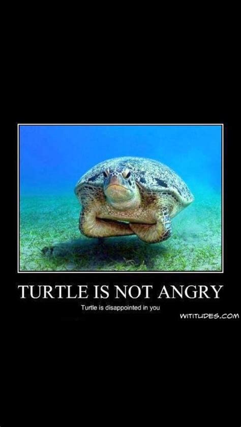 Hilarious Turtle Memes That Will Make Your Day Brighter Funny