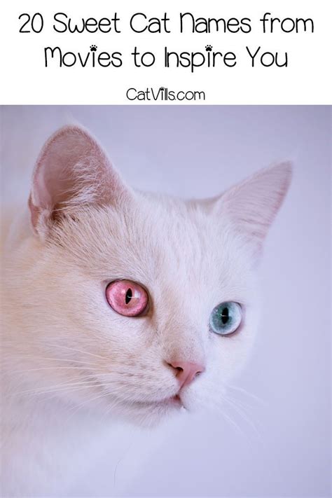 No worries, we are here to help you with this. 20 Sweet Cat Names from Movies to Inspire You | Cat names ...