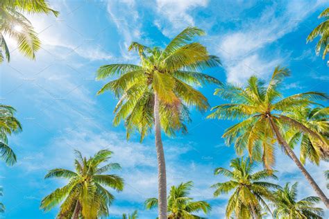 Palm Trees On Blue Sky Background High Quality Nature