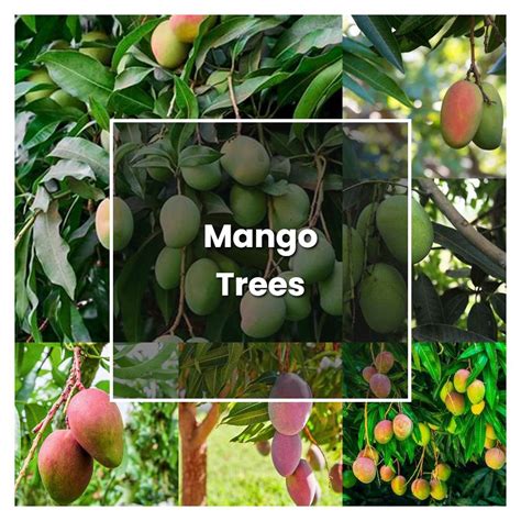 How To Grow Mango Trees Plant Care And Tips Norwichgardener