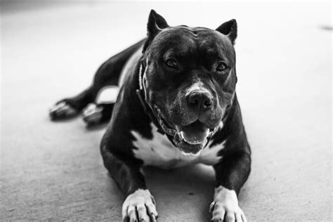 American Pit Bull Terrier Dog Breed Information And Prices Prince Guide