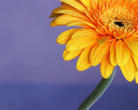 Yellow Gerbera Flower Free Photo Download Freeimages
