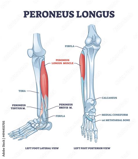 Fotomural Peroneus Longus Muscle With Leg Muscular And Skeletal System
