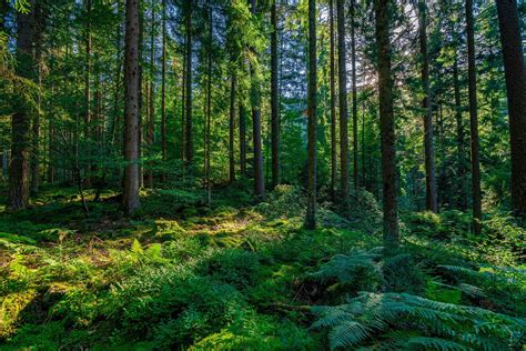 10 Most Beautiful Forests In The World Mystart