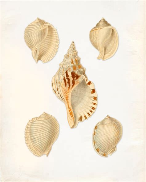 Vintage Sea Shells Print 8x10 P198 Etsy