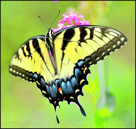 Tiger Swallowtail Butterfly On Deptford Pink Flowers Photograph By A