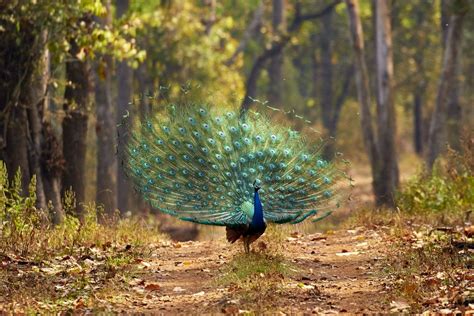 Indias Wildlife A Photography Tour Naturetrek