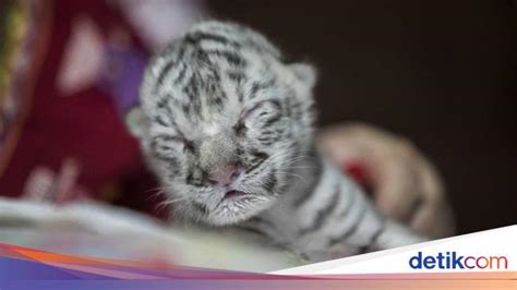 Kasihan Anak Harimau Putih Langka Ditolak Induknya