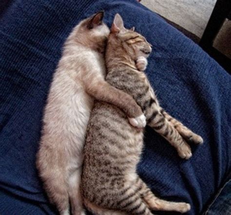 22 Adorable Cat Couples That Are All About Those Pdas Public Displays Of Affection