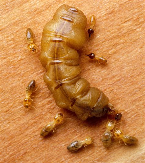 Queen Termite Anatomy Termites Blog