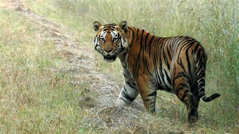 Tiger Conservation Authority Asks Odisha To Start Indias First