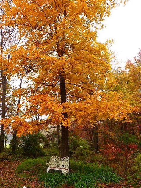 Hickory Tree Fall Leaves Charlotte 480×640 Autumn