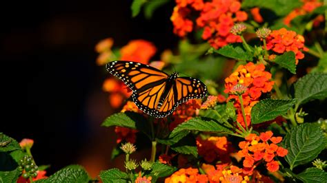 Download Wallpaper 3840x2160 Monarch Butterfly Butterfly Wings