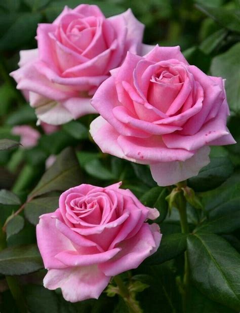 Beautiful rose flowers pretty roses love rose exotic flowers amazing flowers lavender roses yellow flowers tea roses pink roses. Pink flowers must be some of the most popular on planet ...