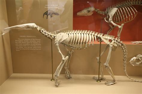 Myrmecophaga Tridactyla Skeleton Anteater Wikipedia The Free