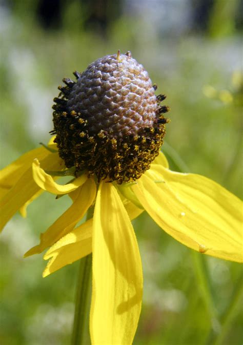 Ratibida Pinnata Yellow Coneflower Close Up Image Of Ratib Flickr