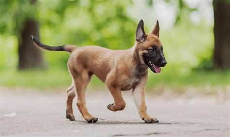 I apologize up front for having a large copyright (paw print) acr. Belgian Malinois: Puppies, Price, Temperament, Breed Information & Profile - All Things Dogs