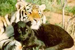 Home 2021 nrl fixtures and results full time: The Wild Mind Wanders: My Tiger/Panther BFF