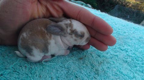 But it doesn't take long for their eyes to open. My Earthly Life: 1 week old kittens