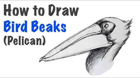 How To Draw Bird Beaks Pelican Beaks Front View Youtube