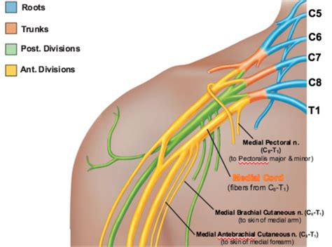 Brachial Plexus Flashcards Anatomy Brainscape Brachial Plexus The