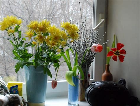 Window Sill 2006 With Images Window Sill Flora Plants
