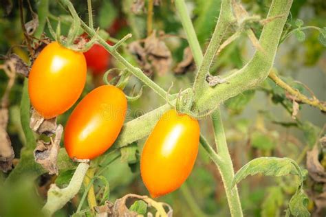 Italian Plum Tomatoes Plant Growth In Organic Greenhouse Garden Ready