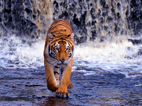 Tiger Waterfall Animal Wallpaper 611 1280x960 Wallpaper Hd Wallpaper