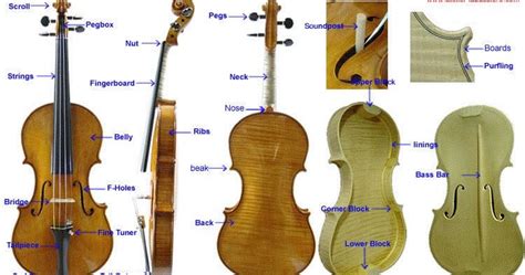 Violin Parts And Anatomy