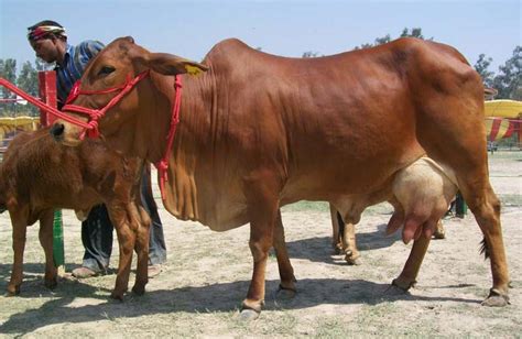 Sahiwal Cow Buy Sahiwal Cow In Bhiwani Haryana India From Khurana Dairy