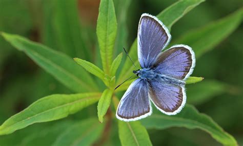 Silver Studded Blue Butterfly Conservation