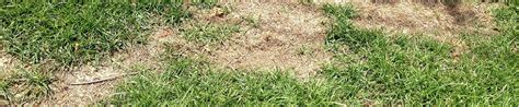 Common Lawn Disease And Causes Lawn Uk
